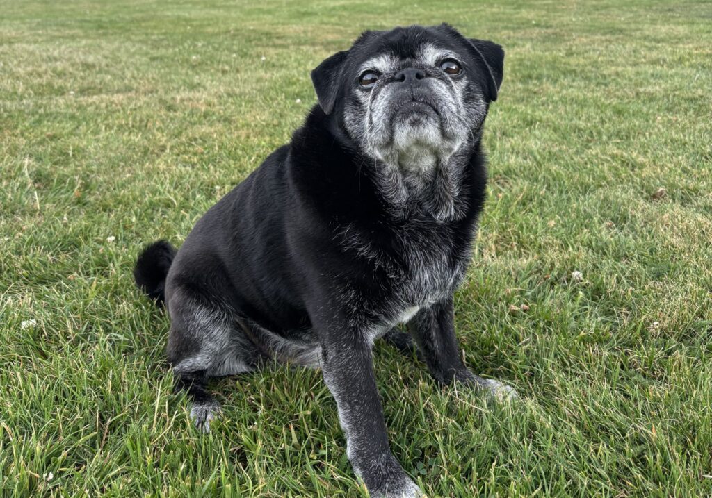 Harewood House ground zero for Yorkshire’s biggest pugfest