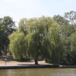 Weeping Willow, Sandall Park