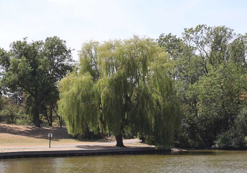 Weeping Willow, Sandall Park