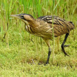 A juvenile bittern.