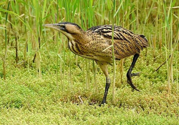 A juvenile bittern.