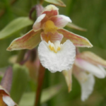 One of the special plants once found at Heslington Fields, the Marsh Helleborine Orchid.
