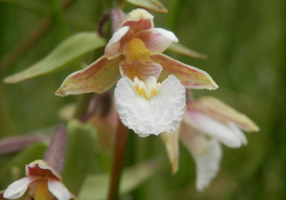 One of the special plants once found at Heslington Fields, the Marsh Helleborine Orchid.