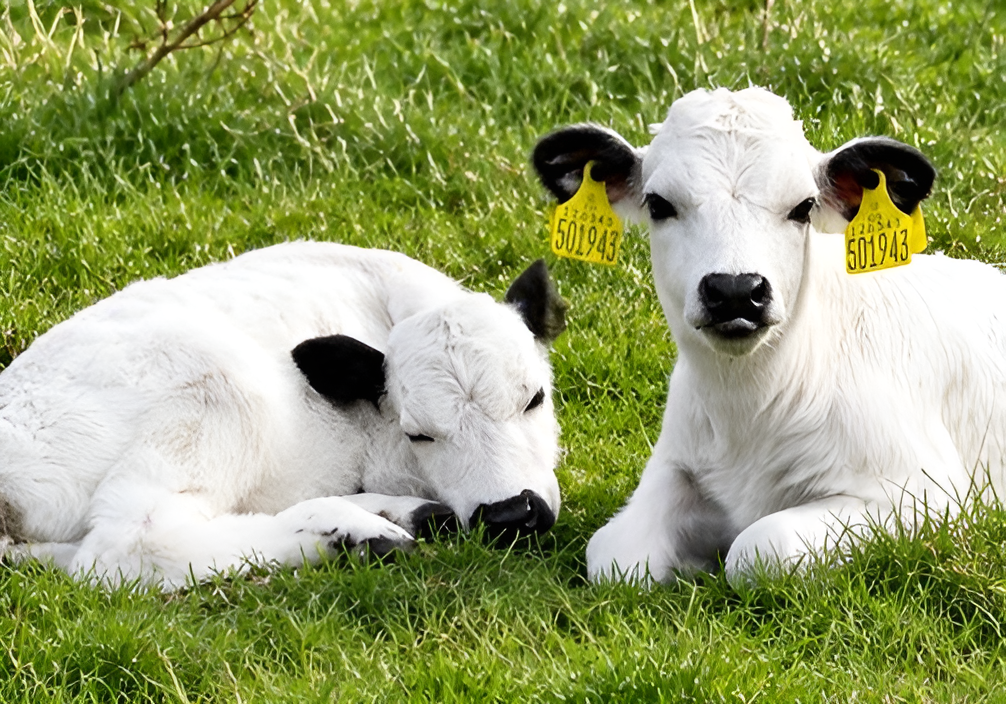 Vaynol calves